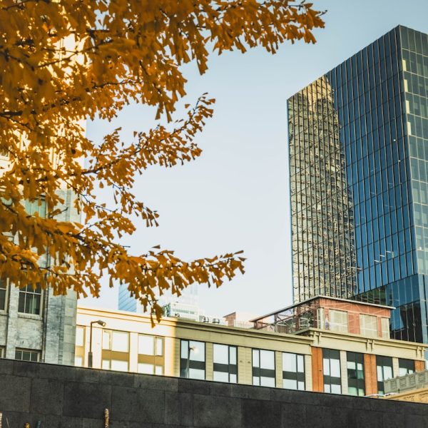 Autumn leaves frame modern city buildings under clear sky.